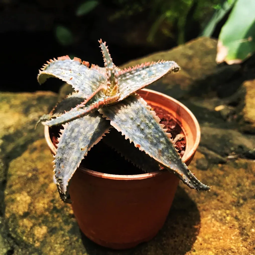 Aloe Carmine Succulent Plant