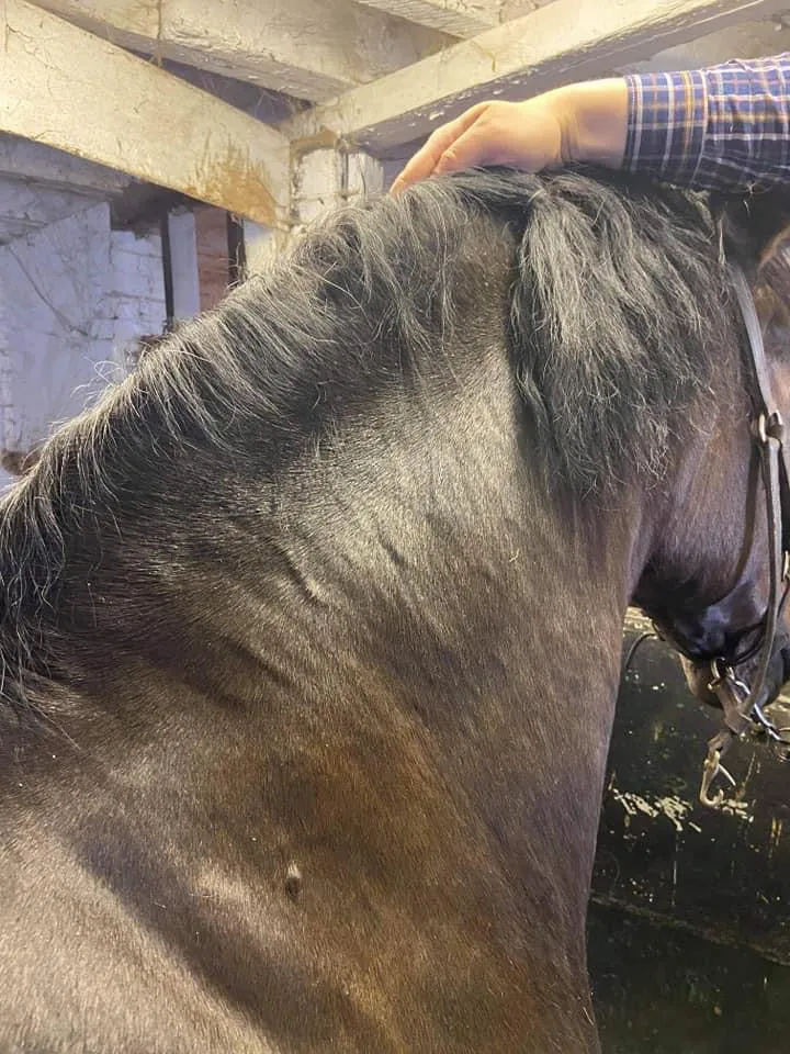 False Mane Wefts