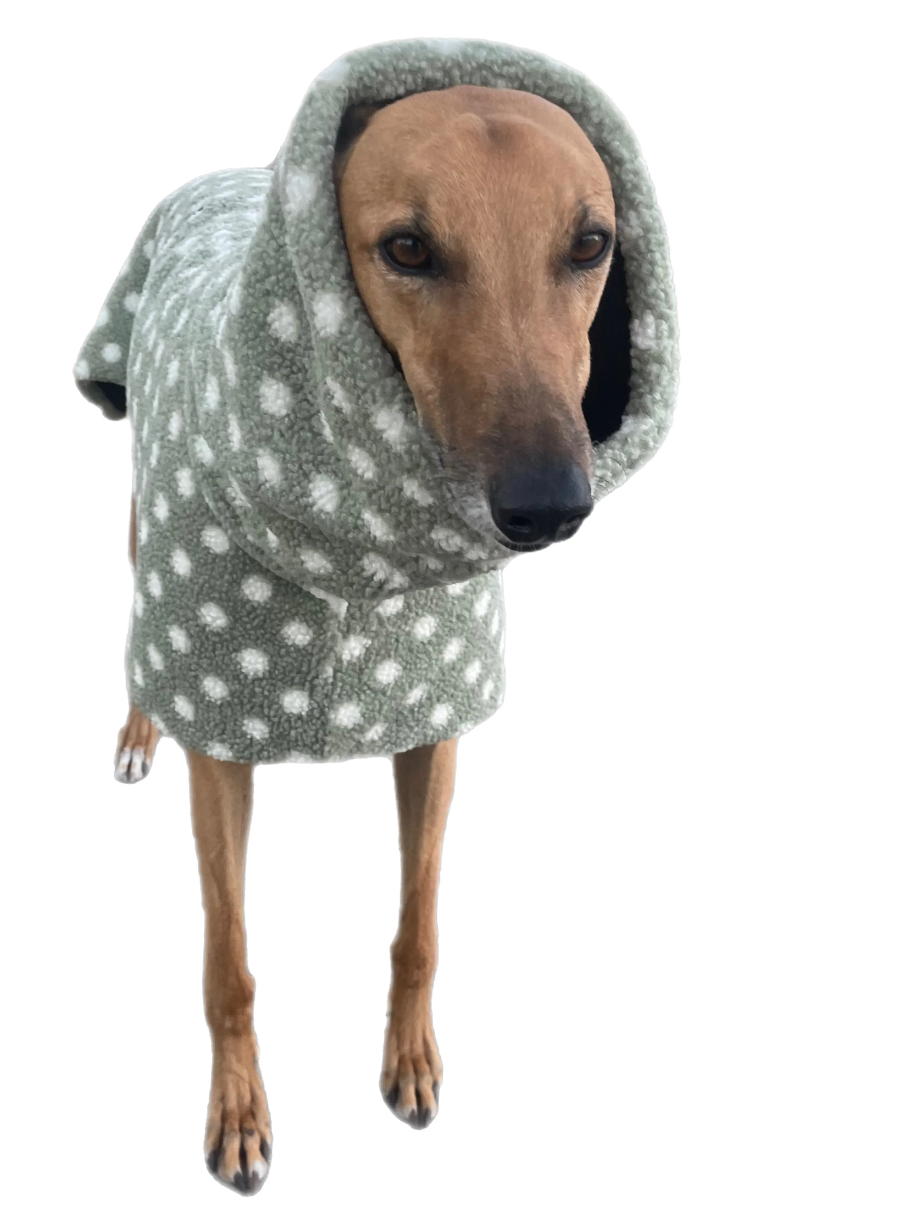 Sage Polka dot print Teddy fleece deluxe style greyhound coat with snuggly wide neck roll