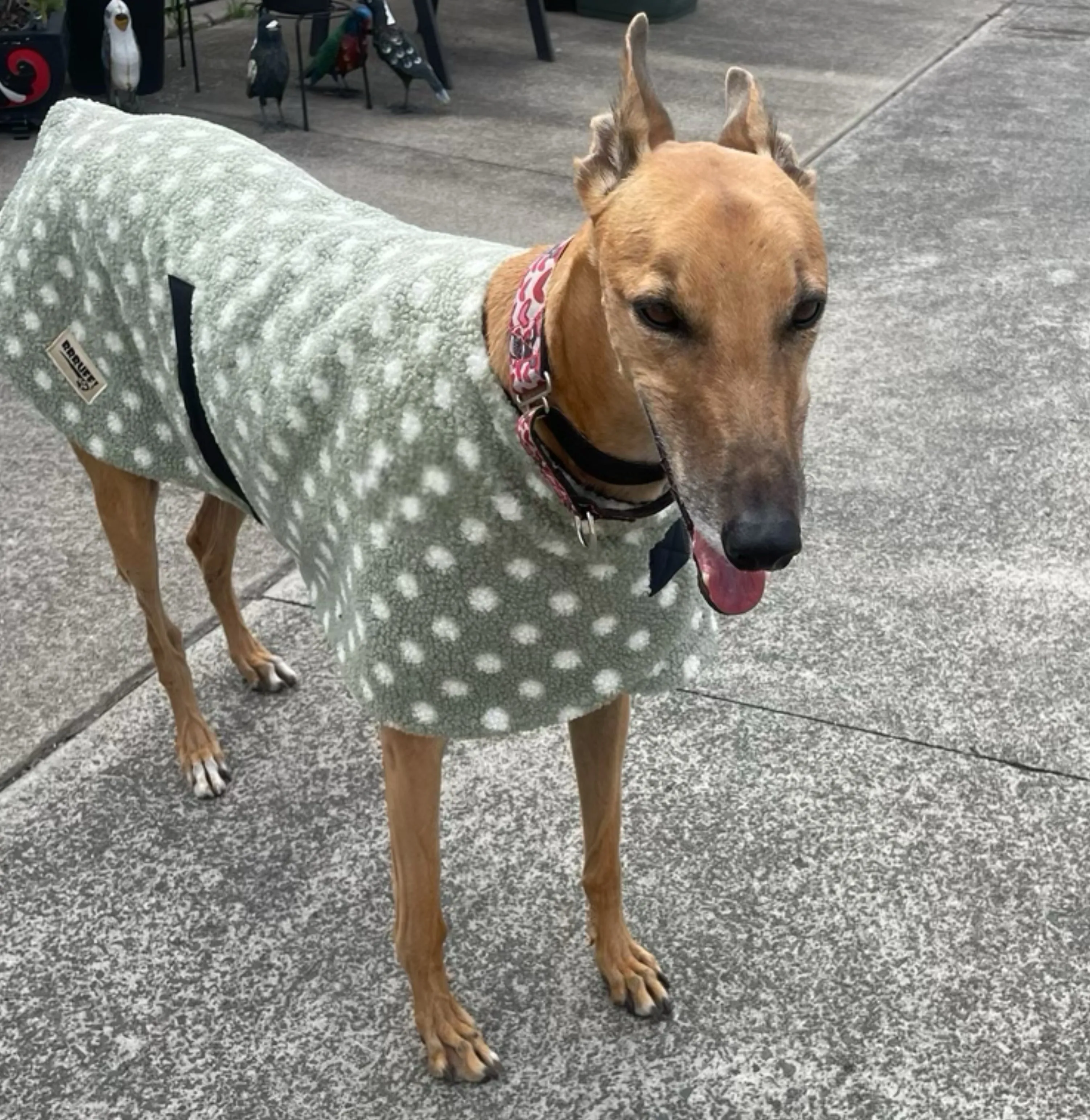 Snuggly autumn classic style Greyhound mid weight teddy fleece coat lined with fleece washable